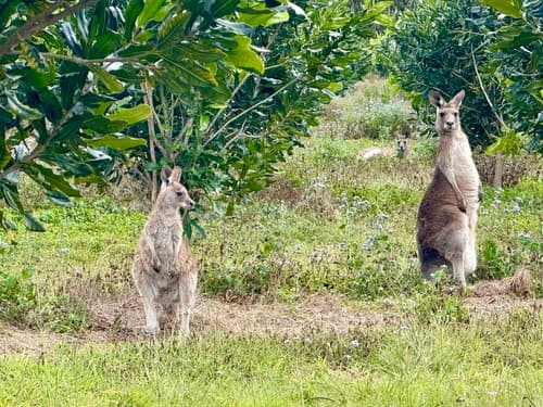 Skippy à la carte: Jíst, či nejíst klokaní maso?