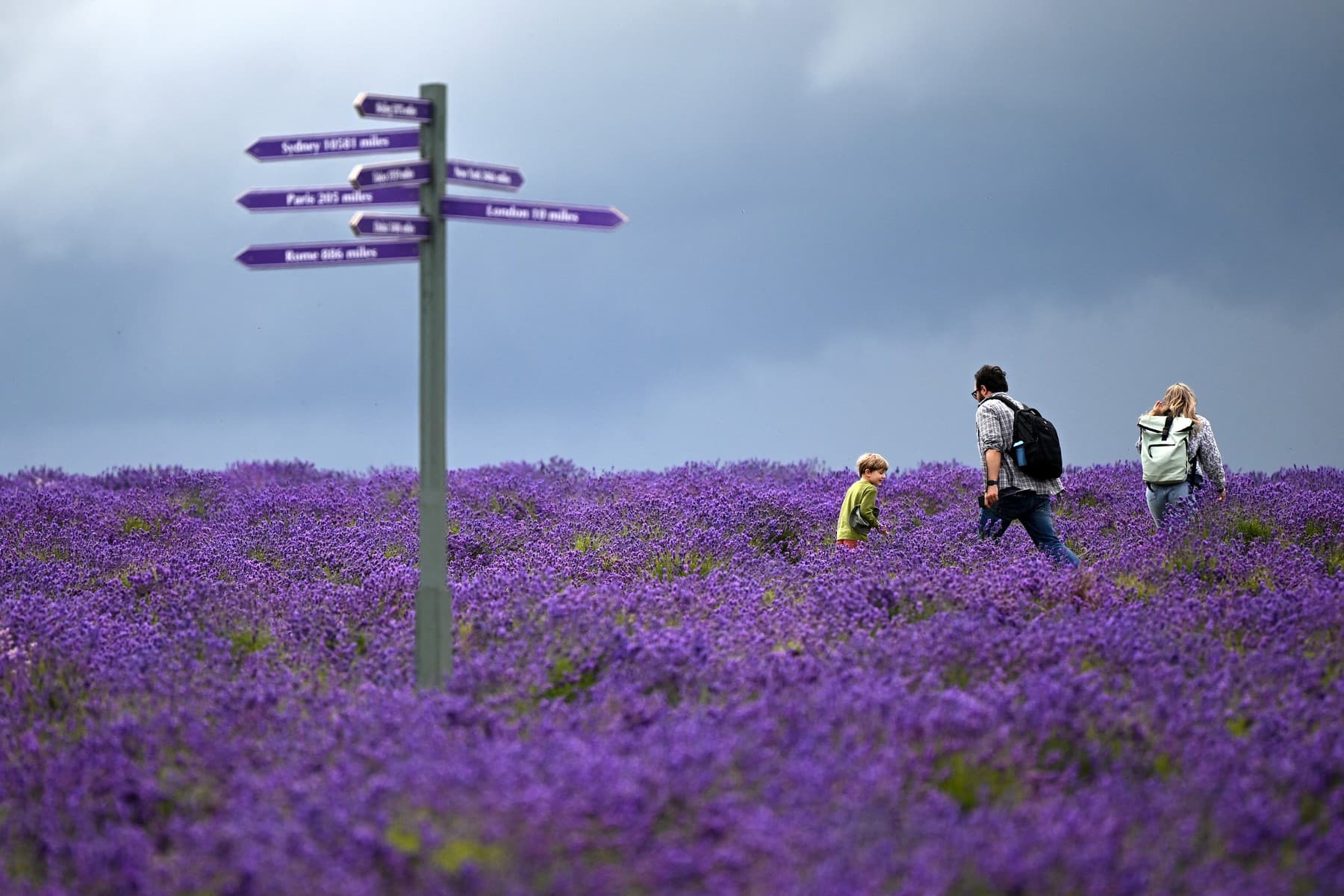 Od rozkvetlé Provence až po maďarský Balaton. Evropa odkrývá nejkrásnější levandulová místa