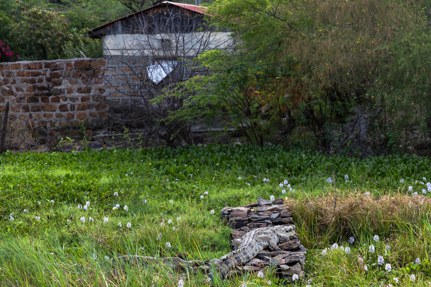 Jezero Baringo stouplo nejvýš za půl století. Krokodýli i hroši teď útočí přímo u domů